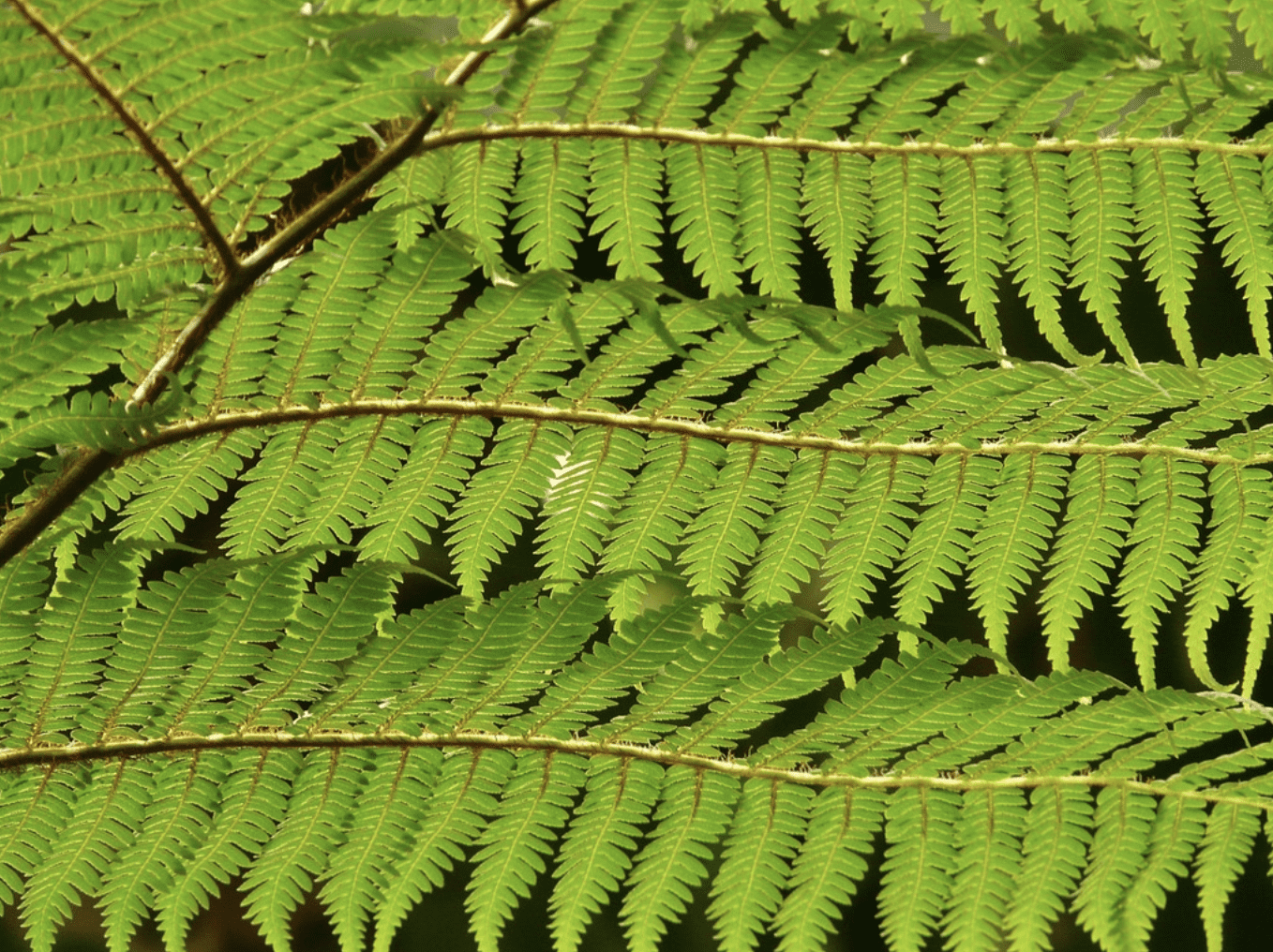 Ferns