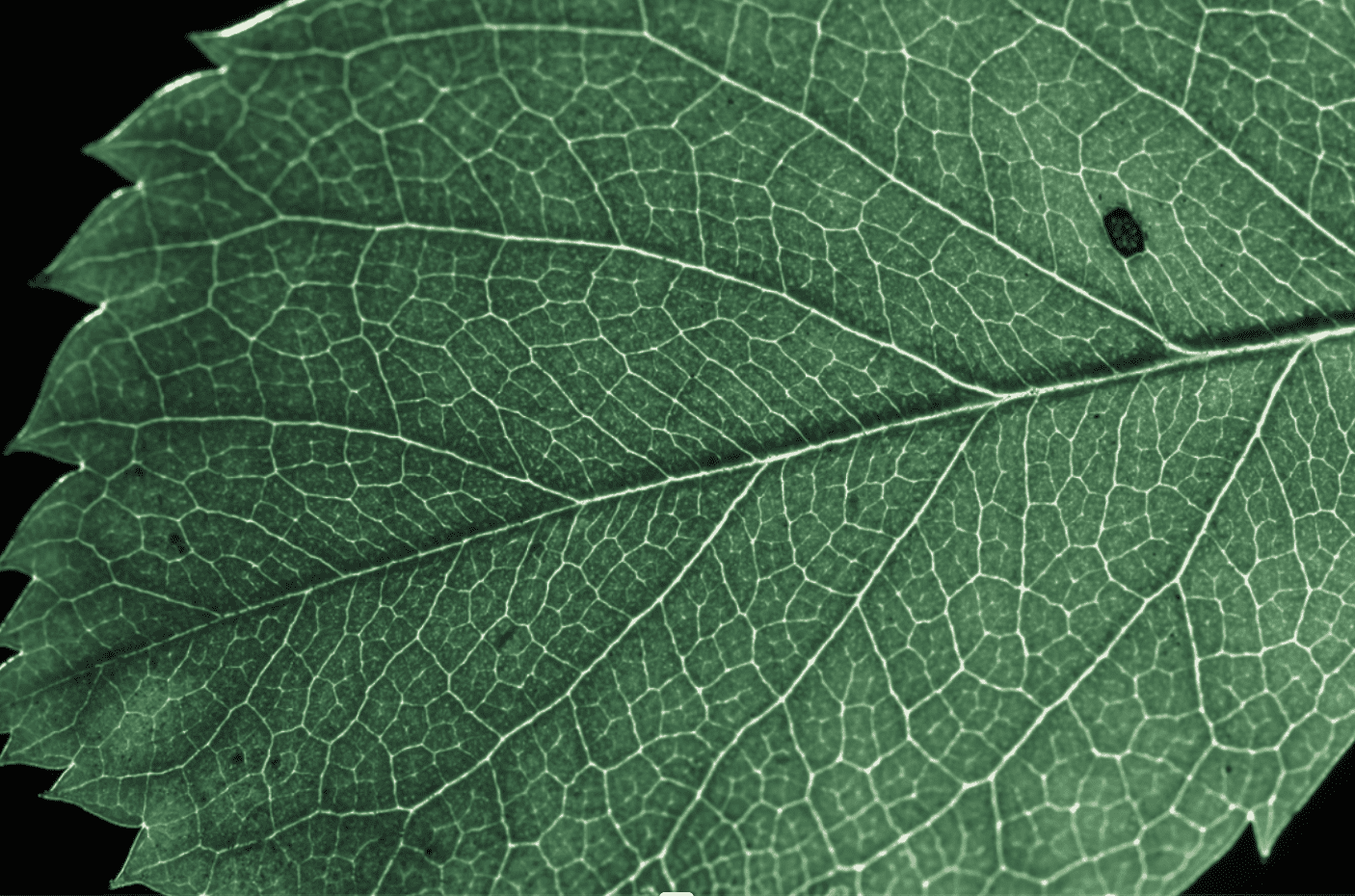 Spot on a leaf - Close up