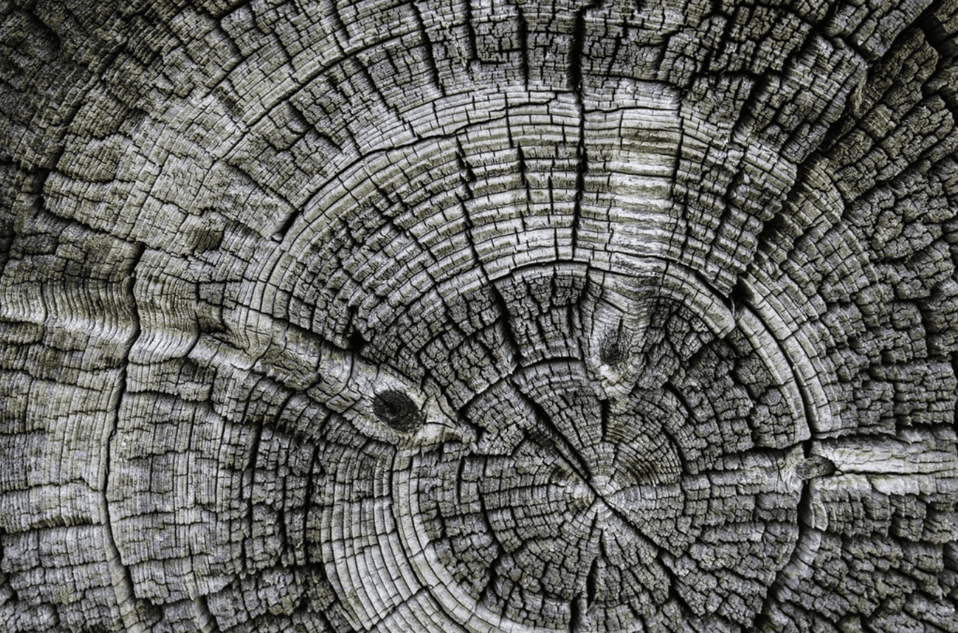 Wood Stump
