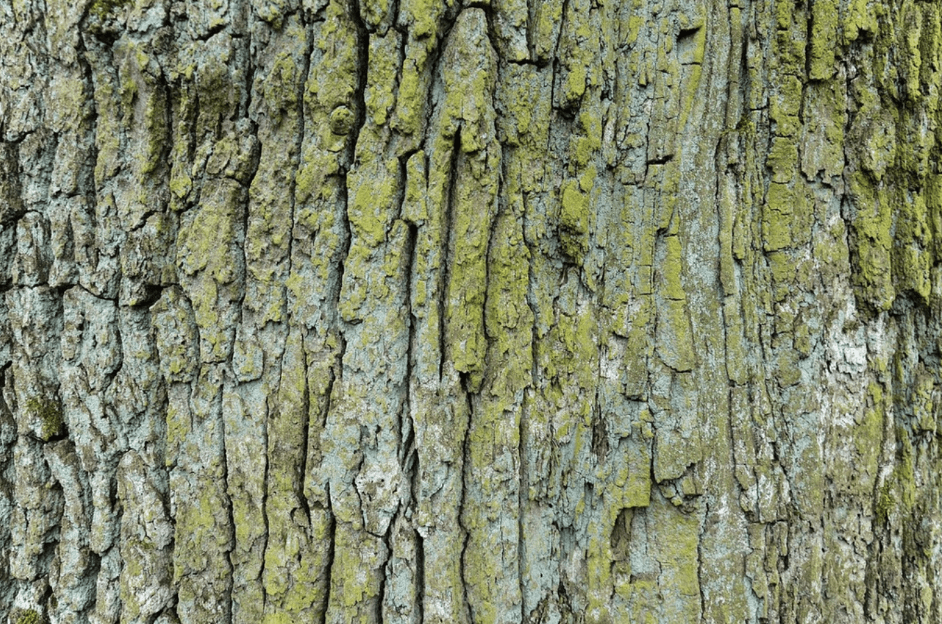 Bark on tree with moss