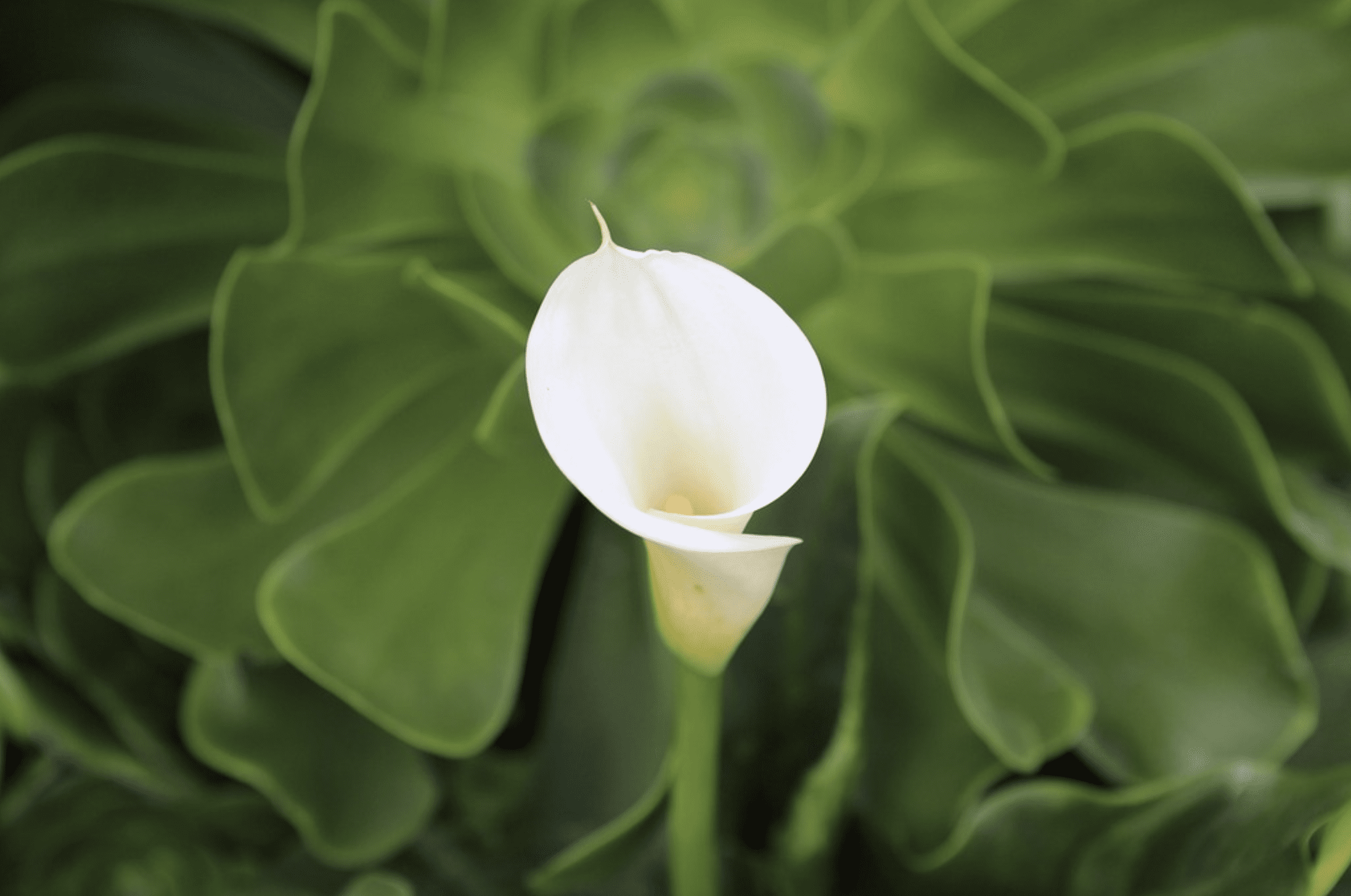 Calla Lily