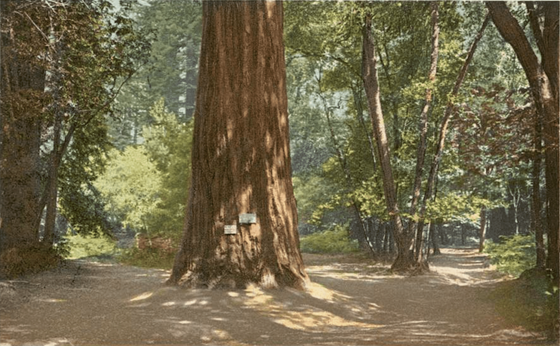 Grant Big Redwood Tree Santa Cruz