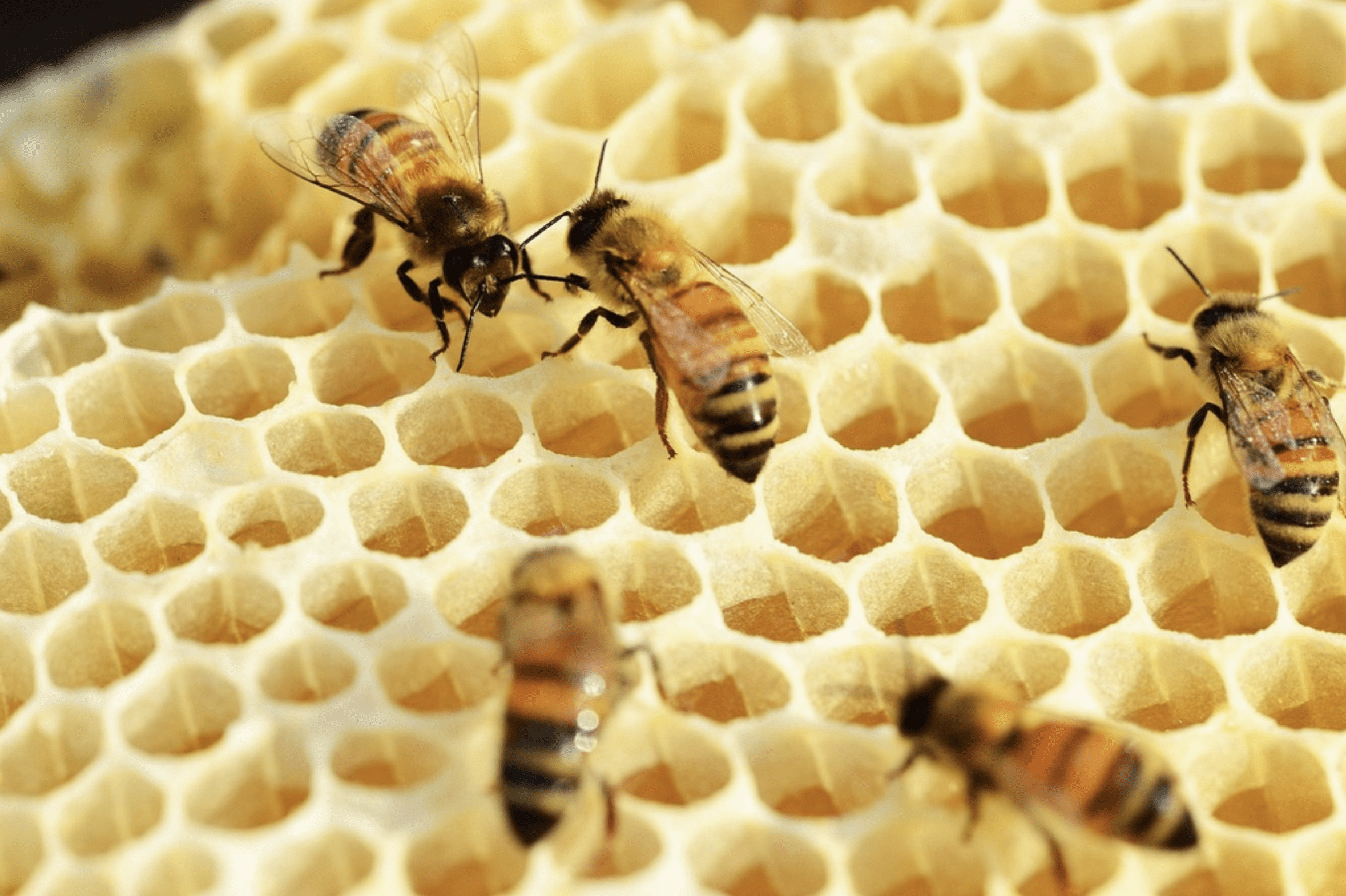 bees on honecomb